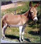 Miniature Donkey James Brown