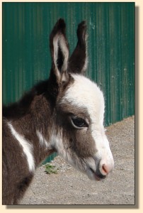 Pony-Tailed Lass