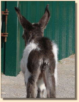 Pony-Tailed Lass