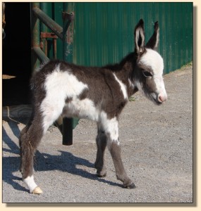 Pony-Tailed Lass