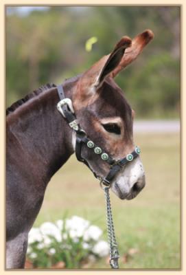 Le Roux, dark cherry red miniature donkey jack for sale at Half Ass Acres