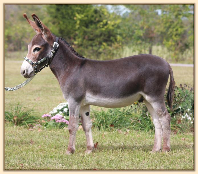 Le Roux, dark cherry red miniature donkey jack for sale at Half Ass Acres