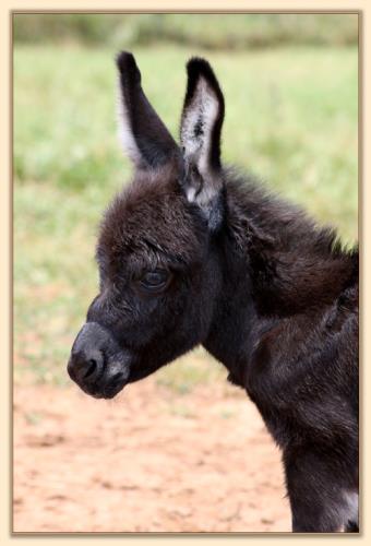 HHAA Paper Tyger, miniature donkey jennet