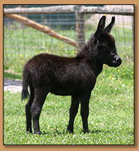 HHAA Hit the Fan (Fanny), dark miniature donkey jennet w/no light points born at Half Ass Acrres.