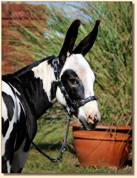 HHAA Goosebumps, black and white herd sire at Half Ass Acres Miniature Donkey Farm.