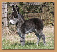 HHAA Sweet Tooth, Brown-Roan Miniature Donkey Jennet born at Half Ass Acres.