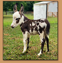 HHAA Cheyenne Moon, Dark Spotted Miniature Donkey Jennet