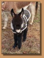 HG Donkey's Phinnigan, High Point Champion  at the Oklahoma State Fair in September 2016!