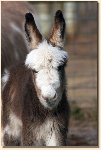 HHAA Marvel, a.k.a. Mar, miniature donkey for sale at Half Ass Acres.