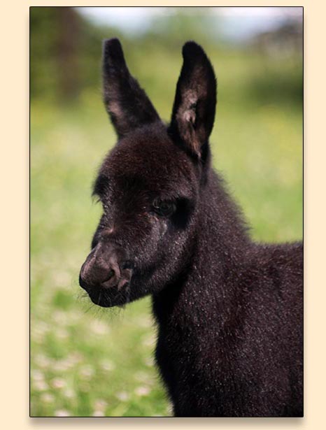 HHAA Nitro, miniature donkey born at Half Ass Acres.