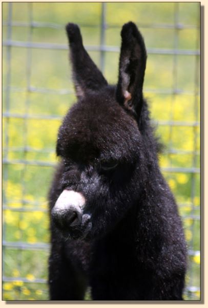 HHAA Will Power, black miniature donkey jack born at Half Ass Acres in 2017.