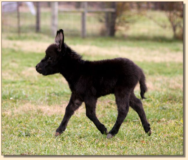 HHAA Unique Monique (Mo), dark jennet with no light points born at Half Ass Acres Miniature Donkey Farm.+