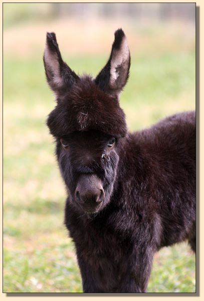 HHAA Unique Monique (Mo), dark jennet with no light points born at Half Ass Acres Miniature Donkey Farm.+