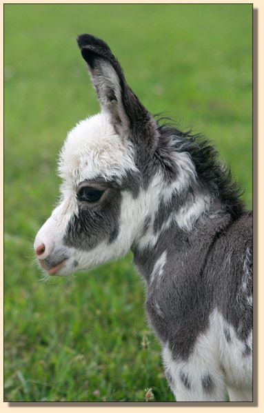 HHAA Chill Bumps, a.k.a. Chilly, micro mini spotted jenny born at Half Ass Acres in Chapel Hill, Tennessee.