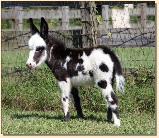 HHAA Millions, a.k.a. Milly, black and white spotted miniature donkey jennet born at Half Ass Acres in 2020. Not for sale at this time!