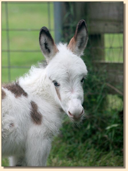 HHAA Cake Walk, a.k.a. Walker, spotted miniature donkey for sale at Half Ass Acres