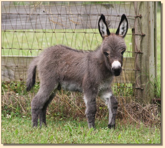 Miniature Donkey For Sale, HHAA Bite the Buller at Half Ass Acres Miniature Donkeys.