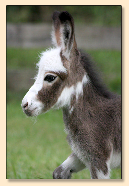 HHAA Glass Slipper, a.k.a. Cinder, Dark Spotted Jennet at Half Ass Acres Miniature Donkeys in Chapel Hill, Tennessee.