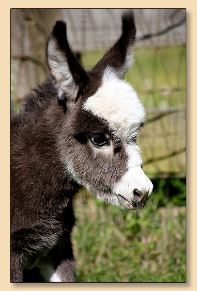 Dee's Much About Me (Mimi), very dark brown and white spotted miniature donkey jennet at Half Ass Acres.