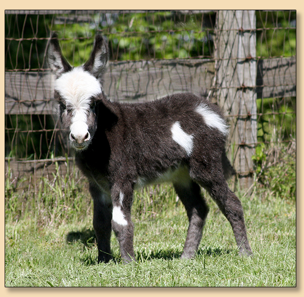 Dee's Much About Me (Mimi), very dark brown and white spotted miniature donkey jennet at Half Ass Acres.