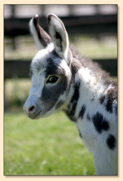 Dee's Little Much More (Morris), tyger spotted gelding prospect.