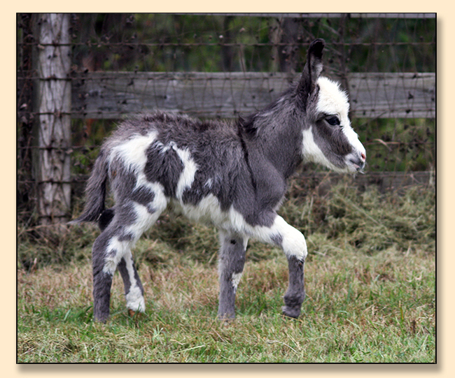 HHAA Truth Bumps (Truly), spotted miniature donkey jennet at Half Ass Acres.