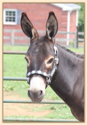 Click photo of miniature donkey to enlarge image