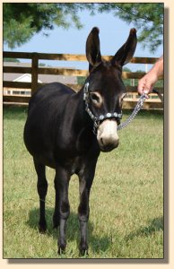 miniature donkey