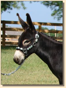 miniature donkey