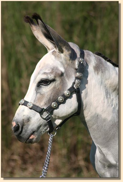 Little Miracles Drummer Boy, spotted miniature donkey gelding for sale.