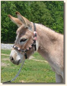 Click photo of miniature donkey to enlarge image