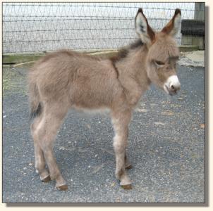 Click photo of miniature donkey to enlarge image