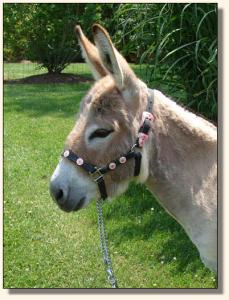 Click photo of miniature donkey to enlarge image