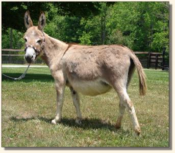 Click photo of miniature donkey to enlarge image