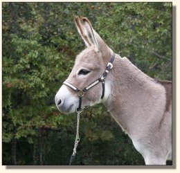 miniature donkey