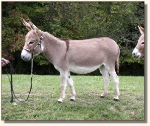 miniature donkey