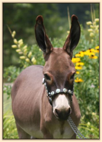 Shell Acres Sweet Georgie Brown, miniature donkey gelding for sale