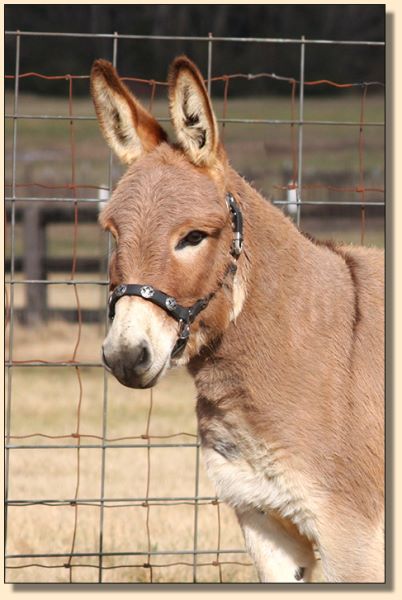 H & V Farm Daisy May, red jennet for sale at Half Ass Acres.