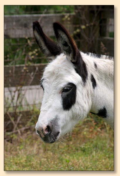 KZ   Kennedy's Chica, Black and White Spotted Miniature Donkey Jennet for sale.