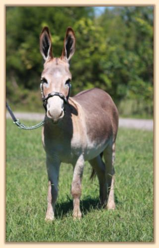 BAF Miss Moneypenny, red miniature donkey jennet for sale at Half Ass Acres