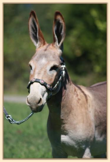 BAF Miss Moneypenny, red miniature donkey jennet for sale at Half Ass Acres