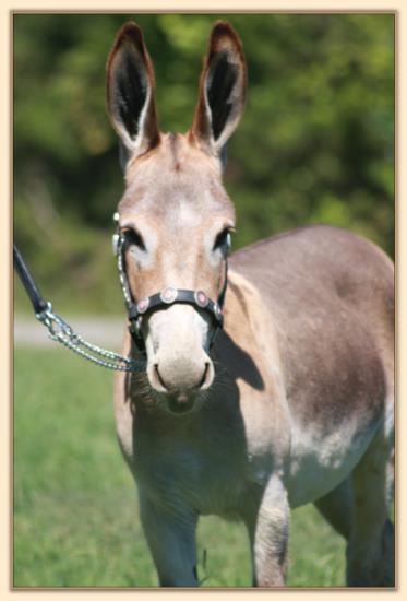 BAF Miss Moneypenny, red miniature donkey jennet for sale at Half Ass Acres