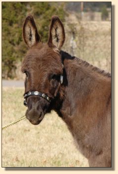 miniature donkey foal