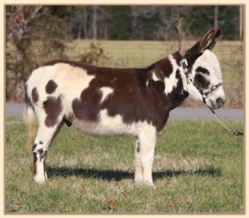 Parkway Farms Scout, dark brown and white spotted miniature donkey jack for sale