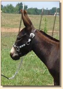 Click photo  of miniature donkey to enlarge imag