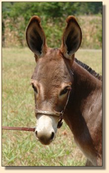 miniature donkey