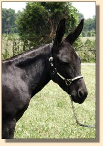 miniature donkey