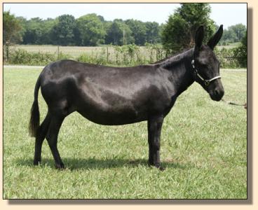 miniature donkey