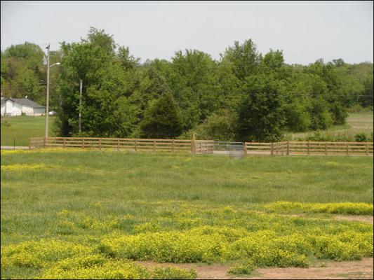 Our new arena at Half Ass Acres Miniature Donkey Farm