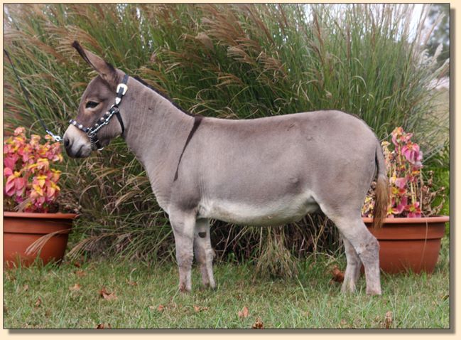 J & E Fabian, gray show gelding at Half Ass Acres Miniature Donkey Farm.